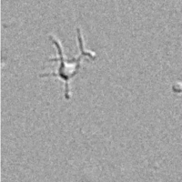 How Microbes Got Their Crawl