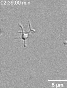 How Microbes Got Their Crawl